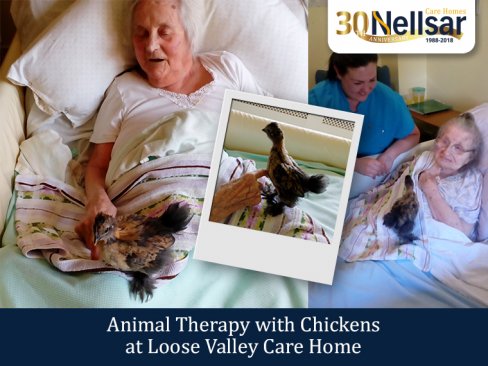Animal Therapy with Chickens at Loose Valley Care Home