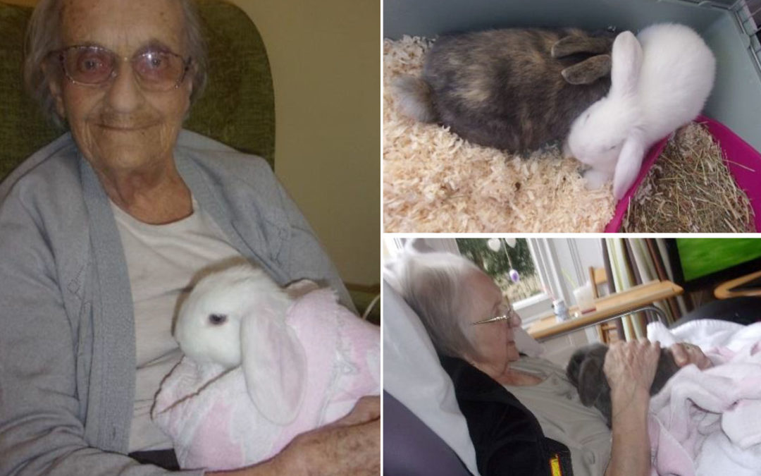 We welcome Phoebe and Thumper to Loose Valley Care Home