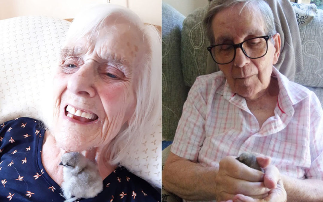 Chick rescue at Loose Valley Care Home