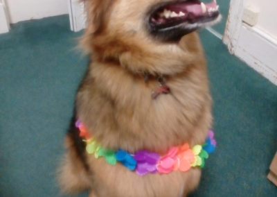 Dog dressed in an Hawaiian flower garland at Loose Valley Care Home