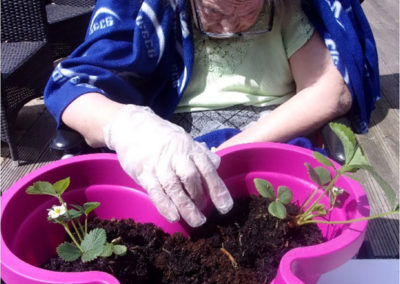Planting strawberries at Loose Valley Care Home 2