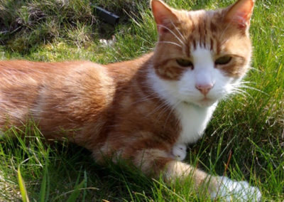 Ginger and white cat in the garden at Loose Valley Care Home