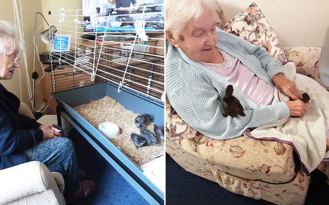 New feathered friends at Loose Valley Care Home