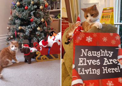 Loose Valley Care Home cat by a Christmas tree and with decorations