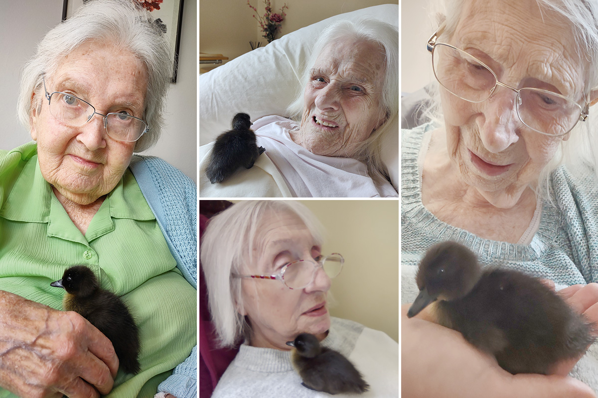 Loose Valley Care Home residents enjoying some baby duckling