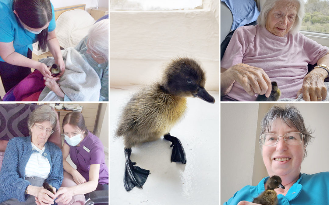 Loose Valley Care Home welcomes four baby ducklings