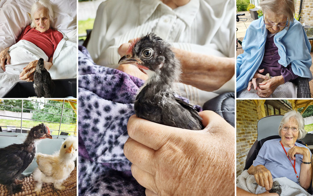 Chirpy chick pet therapy at Loose Valley Care Home