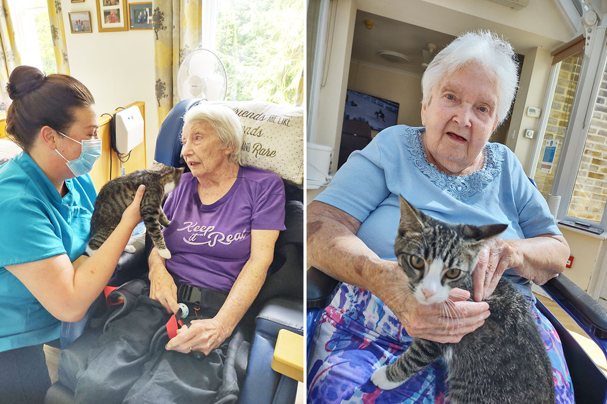 Loose Valley Care Home residents enjoying a kitten Pet Therapy session