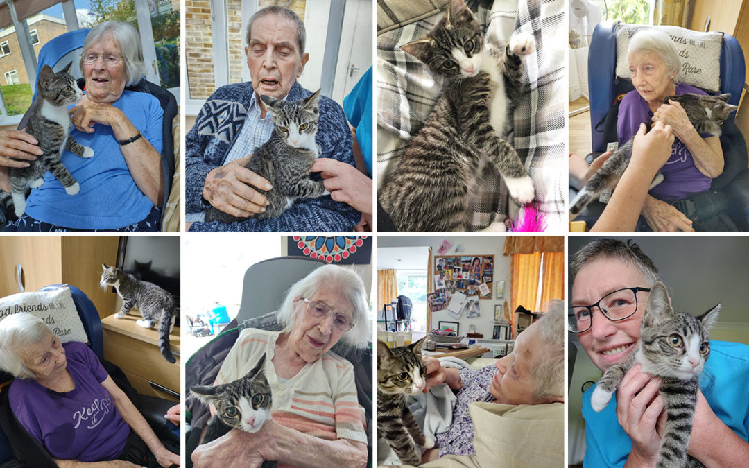 Kitten cuddles with Lola at Loose Valley Care Home