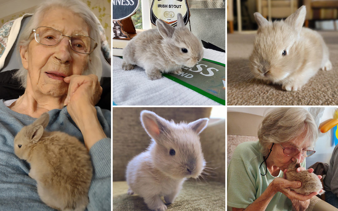 Baby rabbit love at Loose Valley Care Home