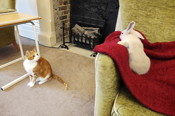Billy the cat and Bella the bunny at Loose Valley Care Home 