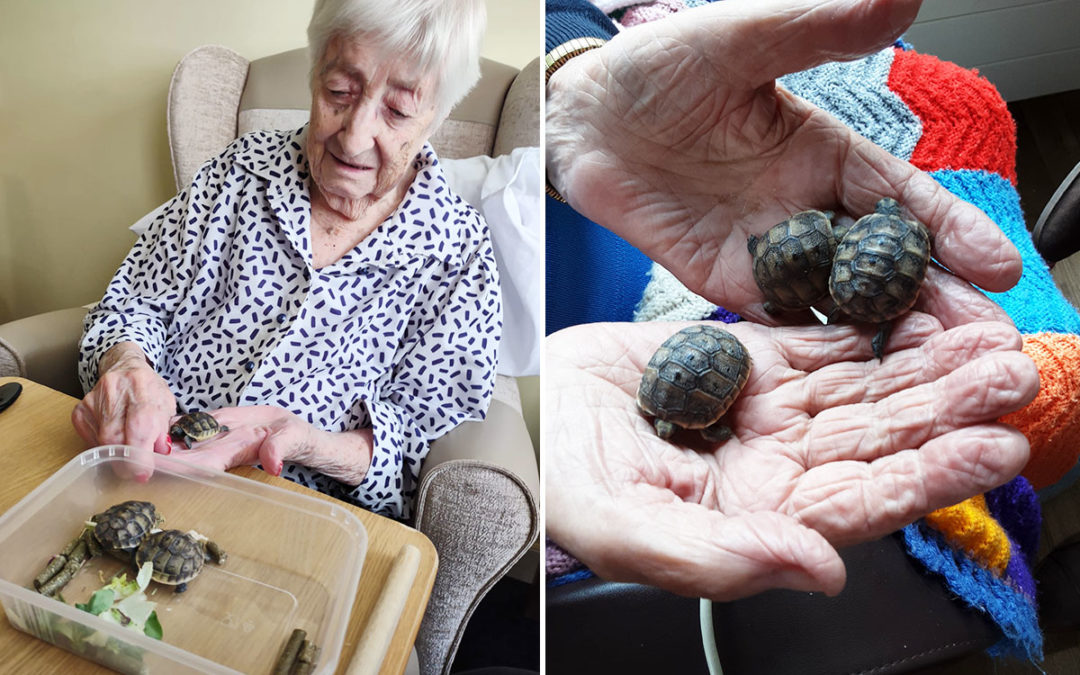 Loose Valley Care Home welcomes baby tortoises