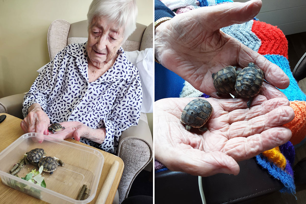 Loose Valley Care Home welcomes baby tortoises