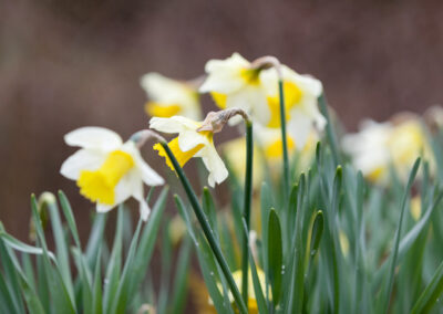 Lovely daffodils in the garden
