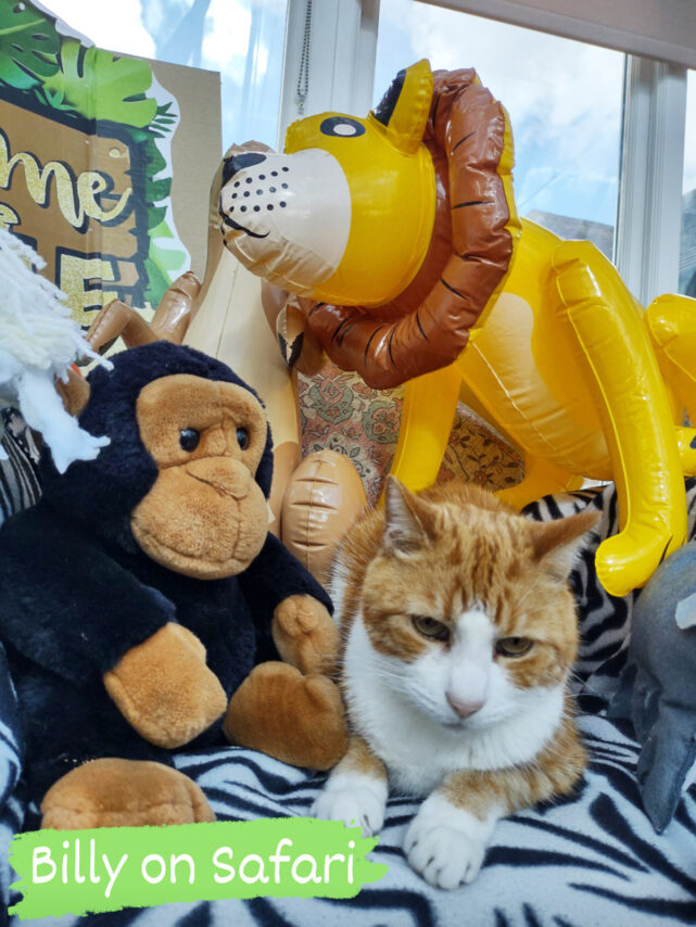 Billy cat with jungle animals at Loose Valley Care Home
