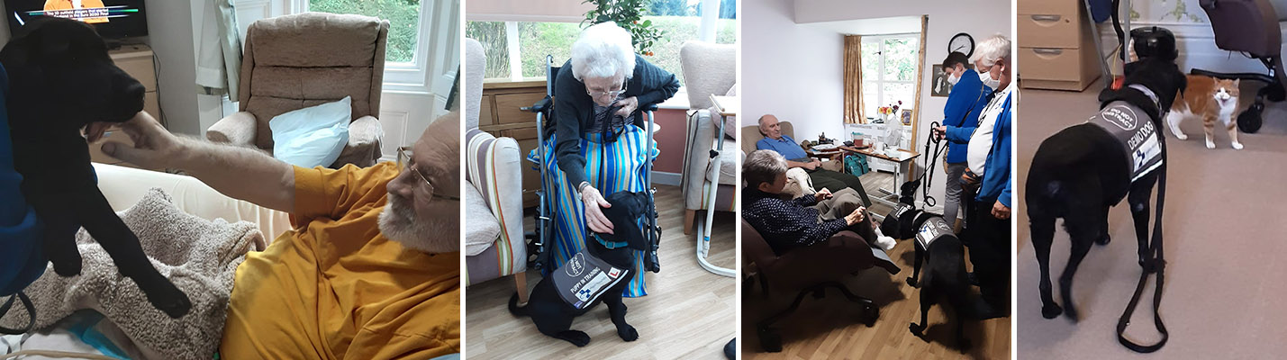 Hypo Hounds Labradors with Loose Valley Care Home residents