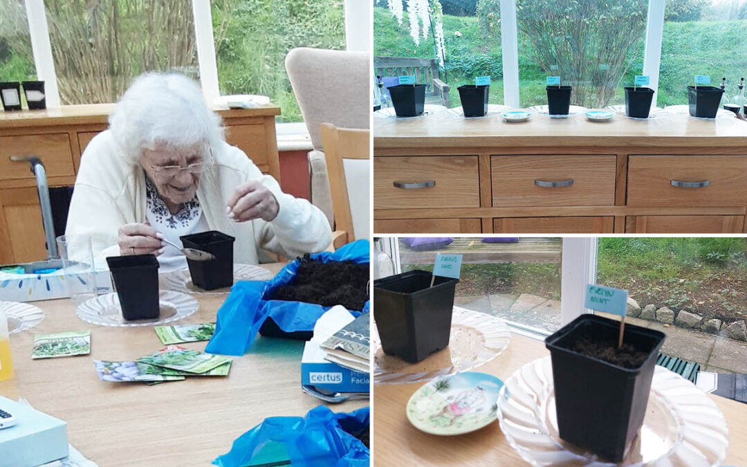 Potting herbs at Loose Valley Care Home