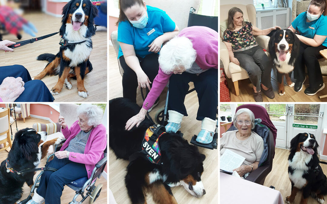 Loose Valley Care Home residents enjoy a visit from Sven