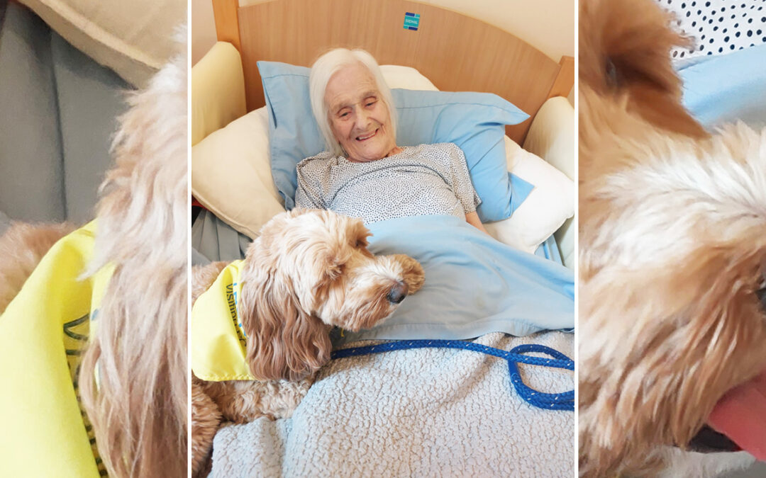 Quilla the Cockapoo visits Loose Valley Care Home