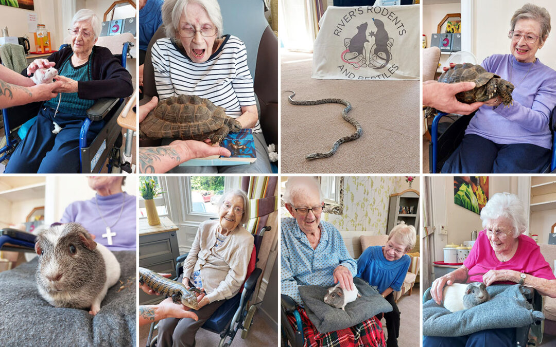 Animal handling session at Loose Valley Care Home