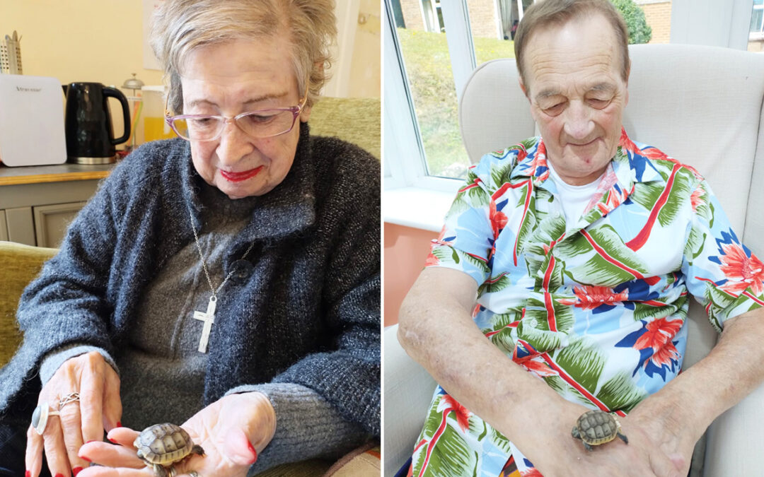Baby tortoise at Loose Valley Care Home