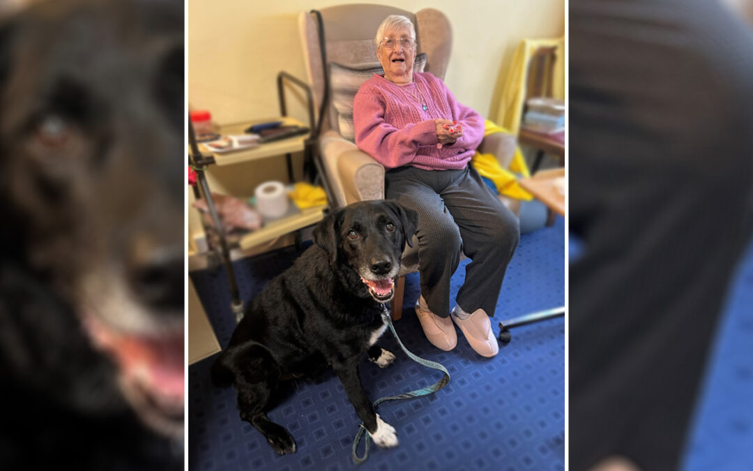 Collie canine visit at Loose Valley Care Home