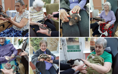 Rodents and reptiles visit Loose Valley Care Home 
