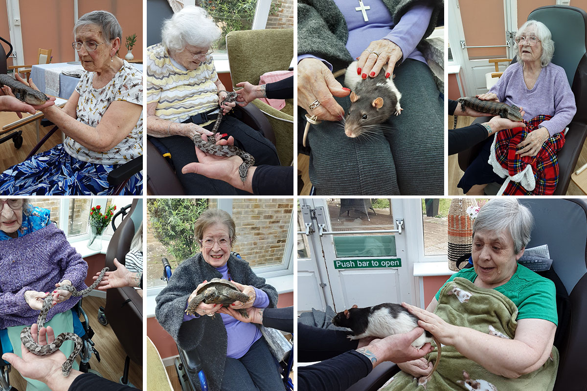 Rodents and reptiles visit Loose Valley Care Home