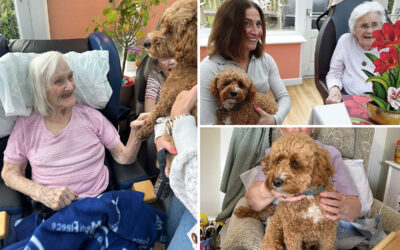 PAT dog Bowie visiting Loose Valley Care Home residents