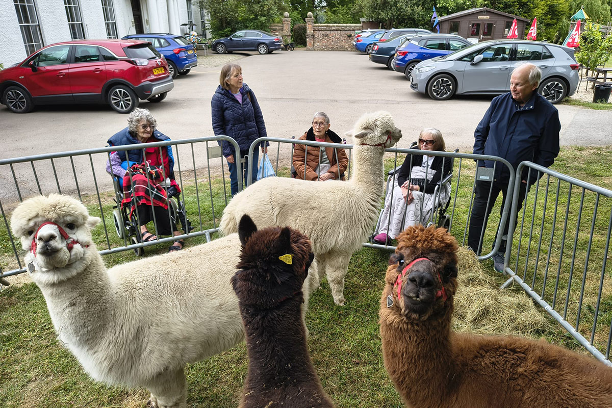 Loose Valley Care Home alpaca experience - 1