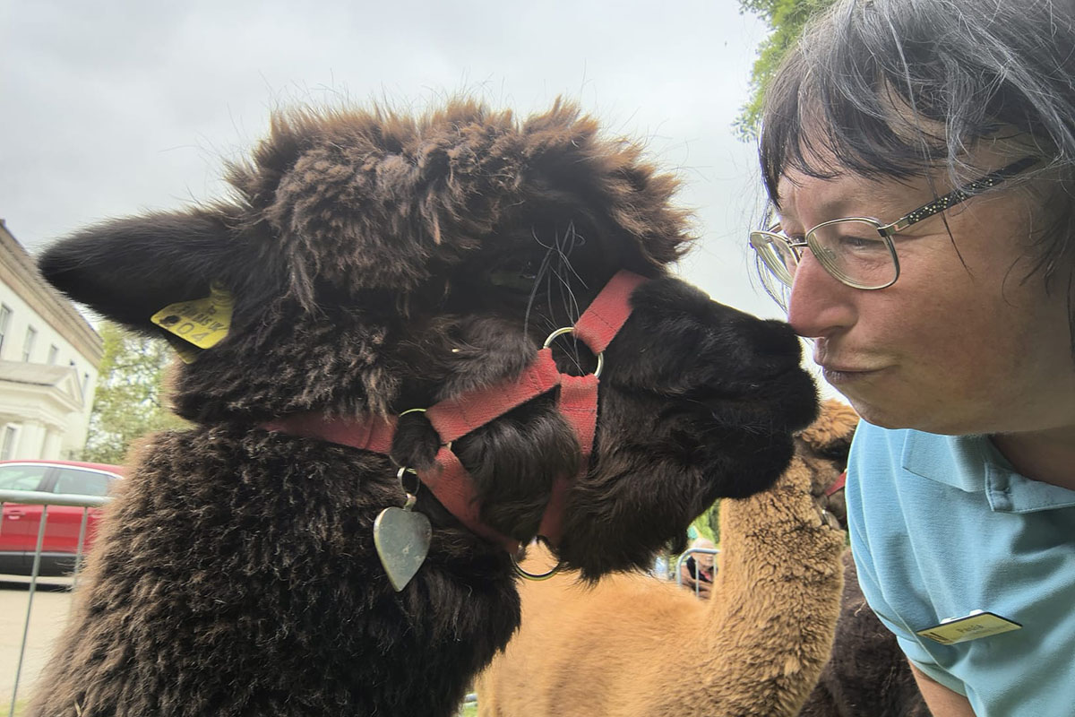 Loose Valley Care Home alpaca experience - 3