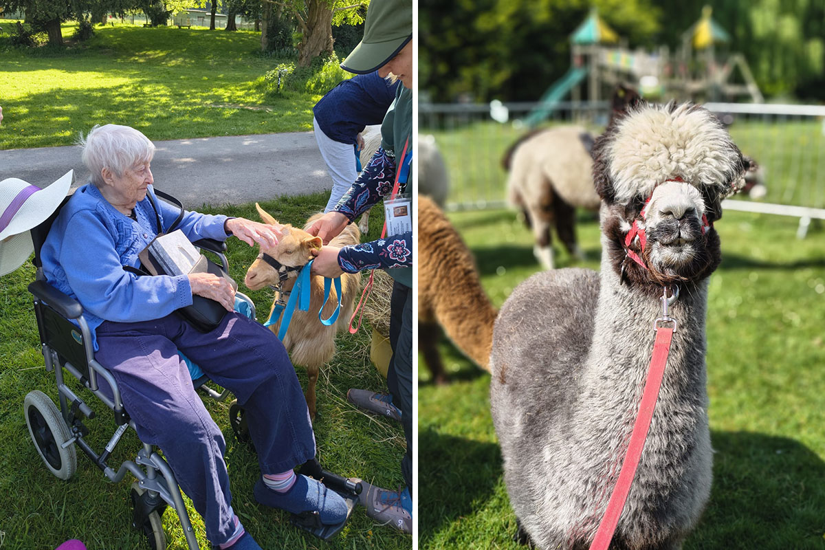 Loose Valley Care Home alpaca experience - 4