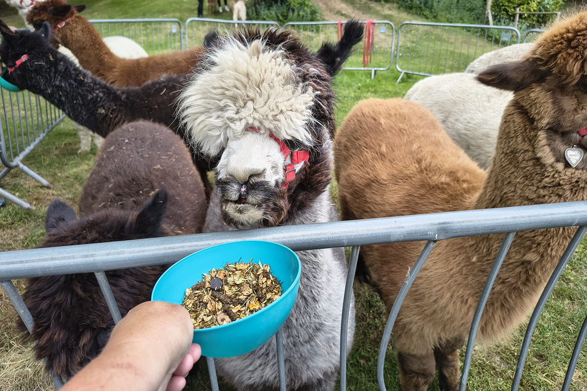 Loose Valley Care Home alpaca experience - 5