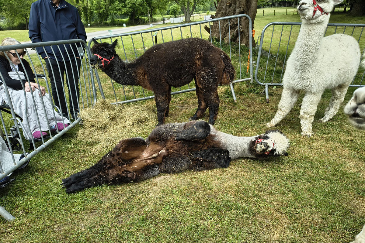 Loose Valley Care Home alpaca experience - 6