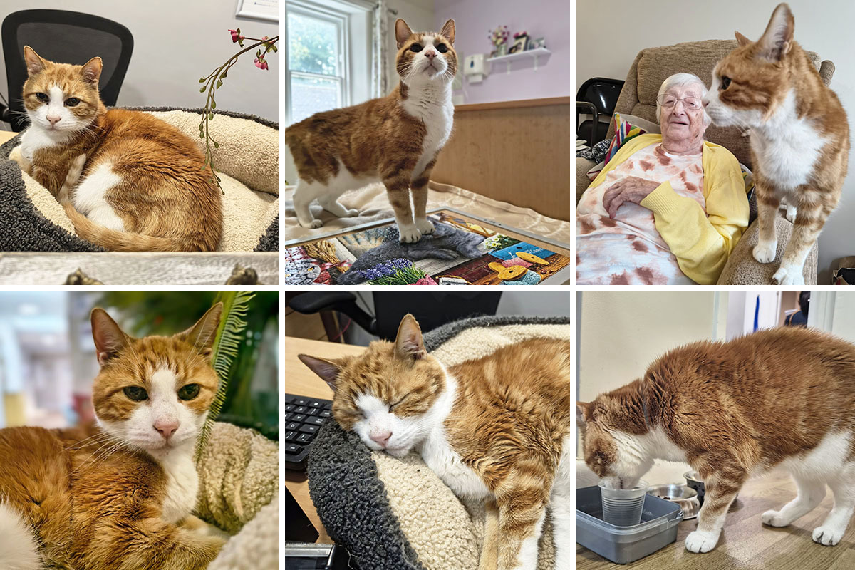Fun and friendship with Billy the cat at Loose Valley Care Home