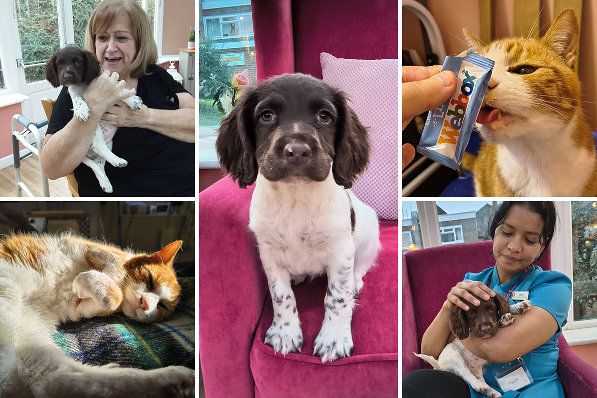 Residents and staff at Loose Valley Care Home enjoy cuddles with Luna the springer spaniel puppy and Billy the cat.
