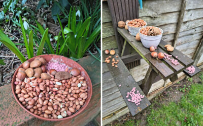 Loose Valley Care Home supports garden wildlife with a seasonal banquet