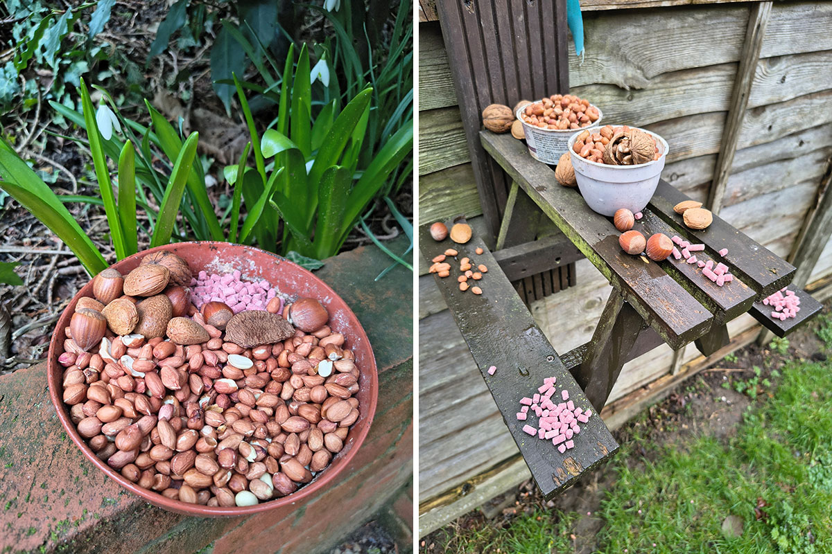 Loose Valley Care Home supports garden wildlife with a seasonal banquet