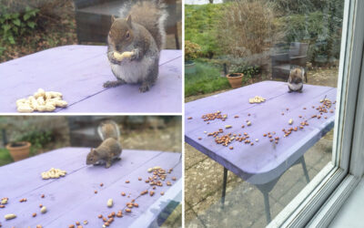Squirrel watching at Loose Valley Care Home
