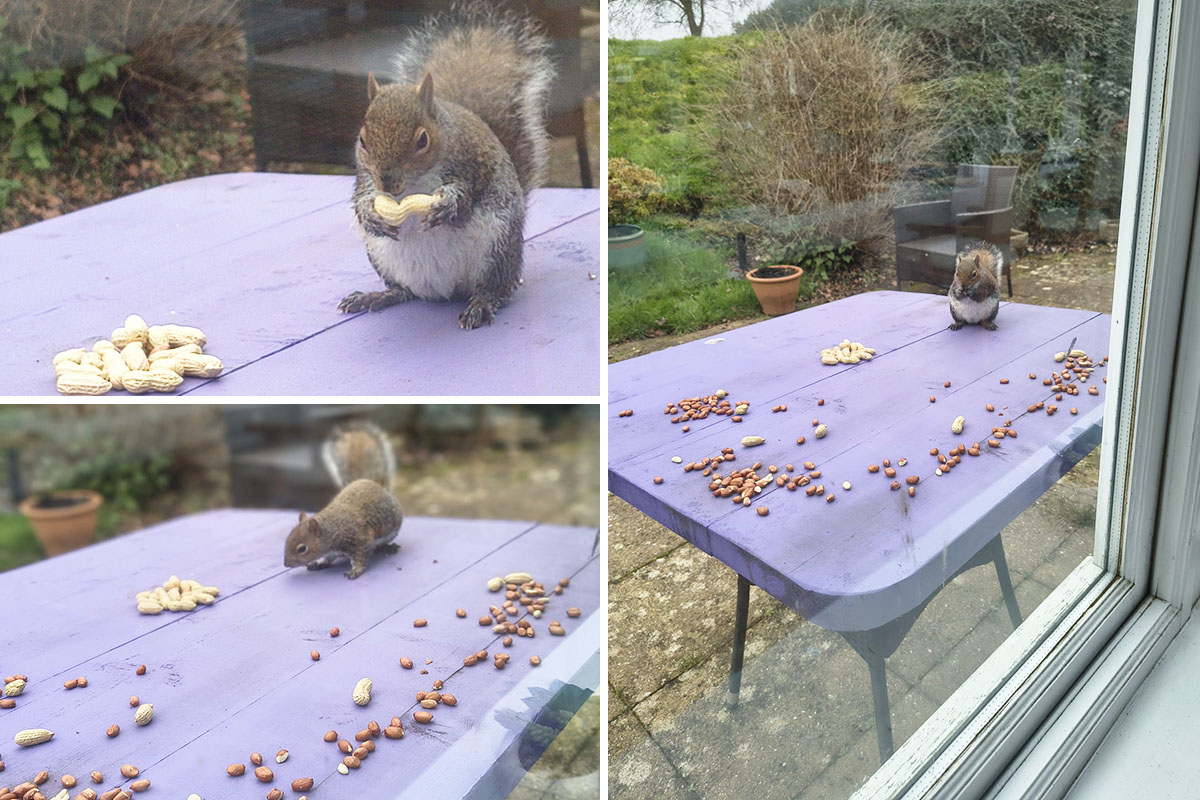 Squirrel watching at Loose Valley Care Home